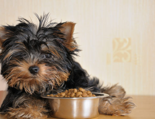 Petmobile’s food outclasses the competition